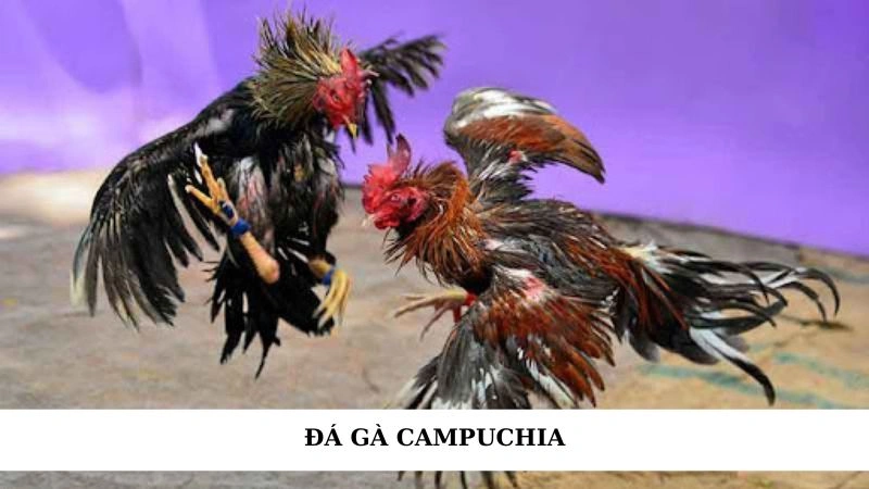 Đá gà Campuchia