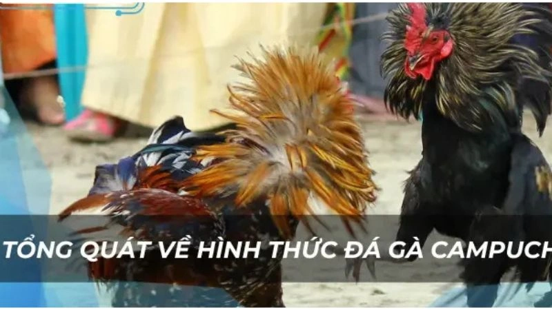 Đá gà Campuchia, lựa chọn của dân chơi