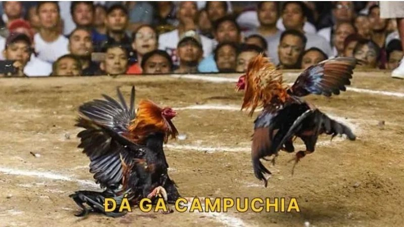 Nhiều loại cựa đá gà đa dạng