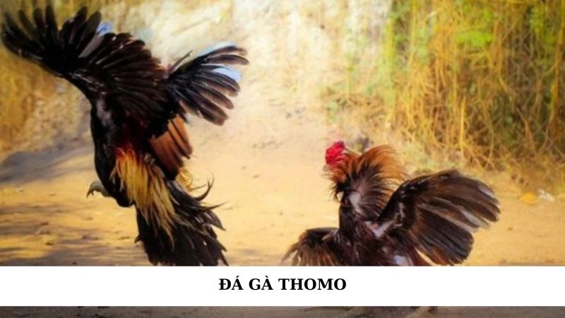 Đá gà Thomo