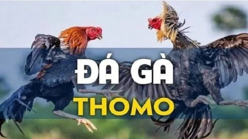 Khái niệm chung về đá gà