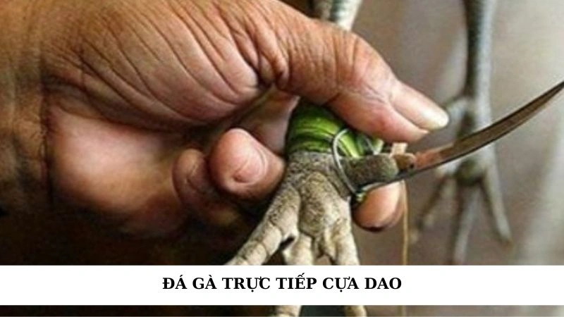 Đá gà trực tiếp cựa dao