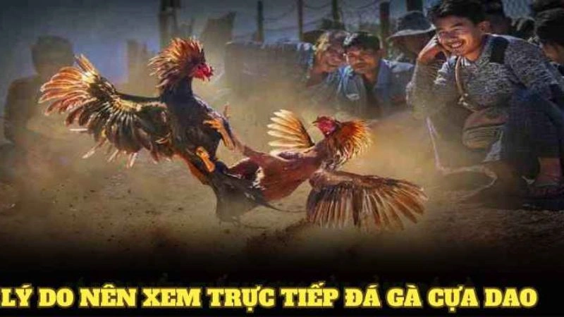 Tại sao người chơi lại thích đá gà trực tiếp cựa dao